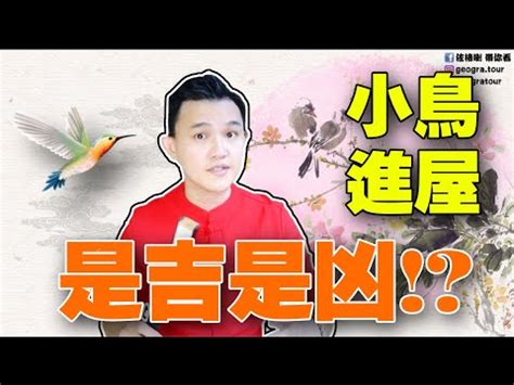 小鳥來家裡|【鳥來家裡】「家中突然來了一隻鳥，你知道它帶來了。